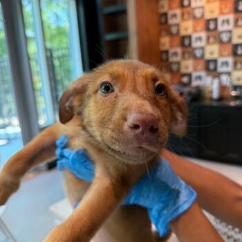 Petey 22463 -  Labrador Retriever and Mixed Breed Dog for Adoption in Cumming, Georgia - Petey 22463 | PetCurious
