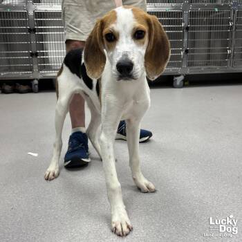 River -  Hound Dog for Adoption in Washington, District Of Columbia - River | PetCurious