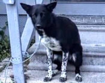 German Shepherd Dog and Mixed Breed Dogs Available for Adoption - A652476 | PetCurious