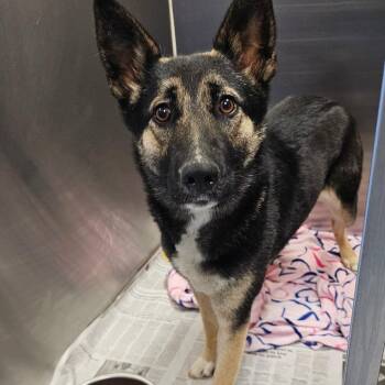 German Shepherd Dog Dogs Available for Adoption - Tansy | PetCurious