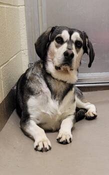 Labrador Retriever Dogs Available for Adoption - Bandit (Pigeon) | PetCurious