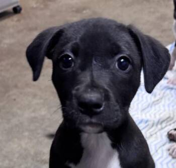 Staffordshire Bull Terrier and Hound Dogs Available for Adoption in Andover, Massachusetts - Emory Elegant | PetCurious