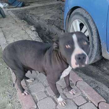 Lulu -  Pit Bull Terrier and Mixed Breed Dog for Adoption in Floresville, Texas - Lulu | PetCurious