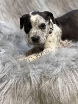 Elvis -  Bulldog and Coonhound Dog for Adoption in Lutz, Florida - Elvis | PetCurious