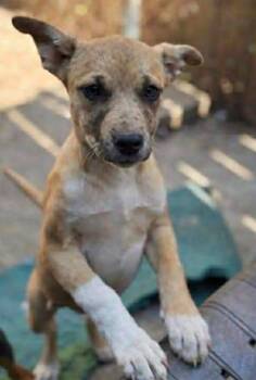 Catahoula Leopard Dog and Retriever Dogs Available for Adoption - Snapple | PetCurious