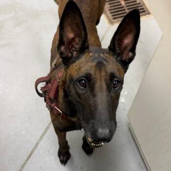 07/15/2026-Stray-FortBenningRoad -  Mixed Breed Dog for Adoption in Columbus, Georgia - 07/15/2026-Stray-FortBenningRoad | PetCurious