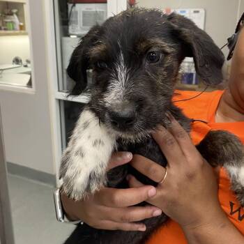Thimble -  Cairn Terrier Dog for Adoption in Westminster, California - Thimble | PetCurious