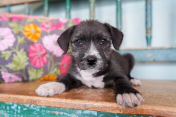 West Highland White Terrier Westie and Schnauzer Dogs Available for Adoption - Michelob | PetCurious