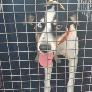 BRAZ-Stray-138654 -  Mixed Breed Dog for Adoption in Lake Jackson, Texas - BRAZ-Stray-138654 | PetCurious