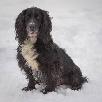 Cocker Spaniel Dogs Available for Adoption - Tucker | PetCurious