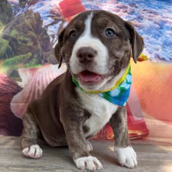 Summit -  Australian Cattle Dog Blue Heeler and Labrador Retriever Dog for Adoption in Aledo, Texas - Summit | PetCurious