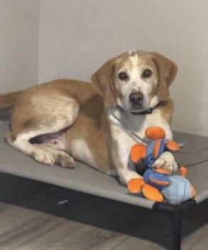 Rescue Hound Dogs for Adoption in Conway, South Carolina - Louie Is Ready For His Happily-ever-after. | PetCurious