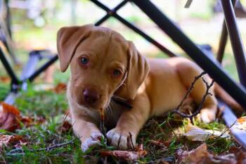 Crowley -  Chesapeake Bay Retriever and Spaniel Dog for Adoption in Duluth, Minnesota - Crowley | PetCurious