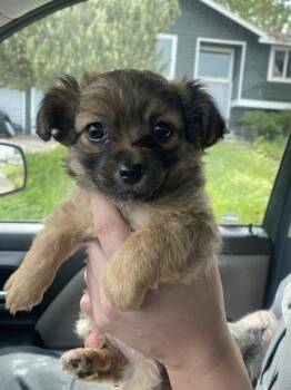 Shih Tzu and Chihuahua Dogs Available for Adoption in Kennewick, Washington - Barkbie | PetCurious