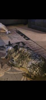 Australian Cattle Dog Blue Heeler Dogs Available for Adoption - Buddy Blue | PetCurious