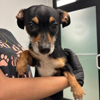 Tramp -  Chihuahua Dog Available for Adoption in Abilene, Texas - Tramp | PetCurious