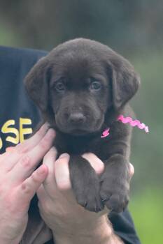 Reeses -  Chocolate Labrador Retriever Dog for Sale in Webster, Florida - Reeses | PetCurious