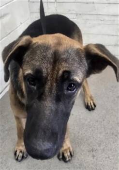 NORMAN -  German Shepherd Dog Dog for Adoption in San Bernardino, California - NORMAN | PetCurious