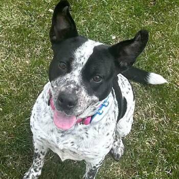 Cattle Dog and Mixed Breed Dogs Available for Adoption - Asa $400 | PetCurious