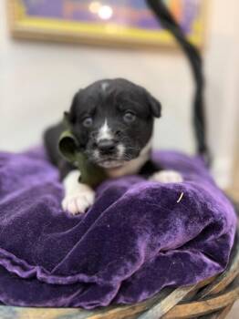 Black Mouth Cur and Border Collie Dogs Available for Adoption - Maggie Happy Baby | PetCurious