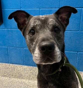 Atticus -  Labrador Retriever and Pit Bull Terrier Dog Available for Adoption in Golden, Colorado - Atticus | PetCurious