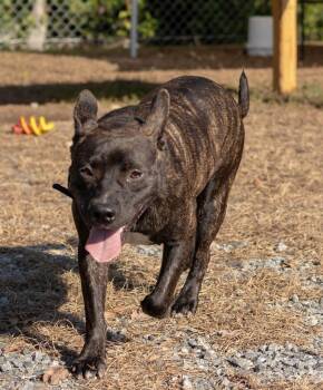 2026-126 Nina -  Pit Bull Terrier and Mixed Breed Dog for Adoption in Lakeland, Georgia - 2026-126 Nina | PetCurious
