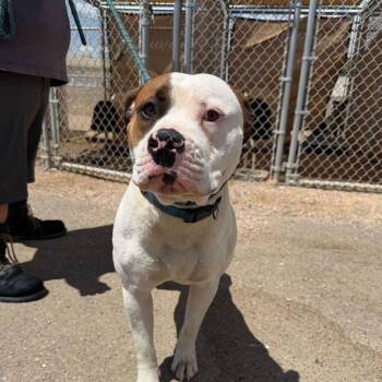 Rex -  American Bulldog Dog for Adoption in Kingman, Arizona - Rex | PetCurious