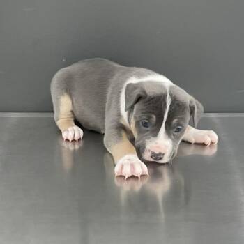 Mixed Breed Dogs Available for Adoption - Lolita | PetCurious