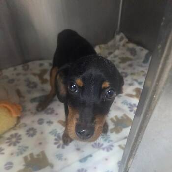 Terrier and Mixed Breed Dogs Available for Adoption in Starkville, Mississippi - Luna | PetCurious