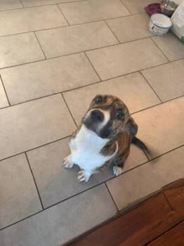 Howie -  Boxer and German Shepherd Dog Dog for Adoption in Blairsville, Georgia - Howie | PetCurious