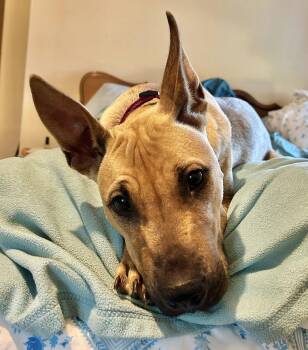 Seneca -  Cattle Dog and Pit Bull Terrier Dog for Adoption in Springville, New York - Seneca | PetCurious