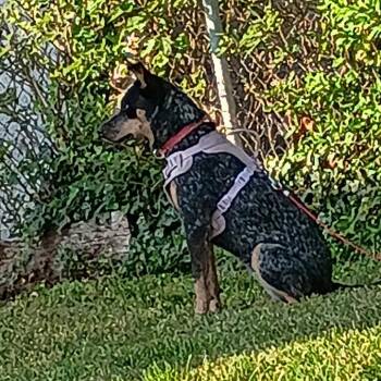 Cattle Dog Dogs Available for Adoption in Lynchburg, Virginia - Babydoll | PetCurious