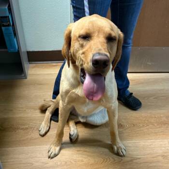 Cliff -  Yellow Labrador Retriever Dog for Adoption in Idaho Falls, Idaho - Cliff | PetCurious