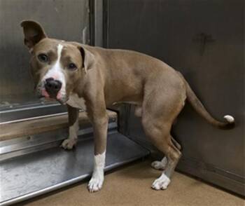 PHINEAS FLYNN -  Pit Bull Terrier and Mixed Breed Dog Available for Adoption in Martinez, California - PHINEAS FLYNN | PetCurious