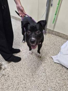 MAGNUS -  Mixed Breed Dog for Adoption - MAGNUS | PetCurious