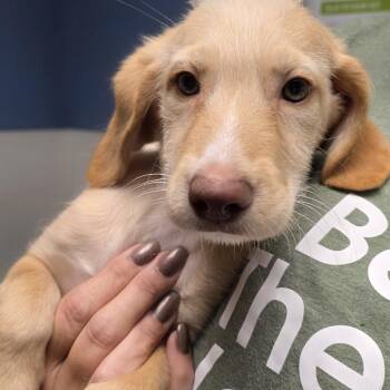 Falcon -  Bernadoodle and Labrador Retriever Dog for Adoption in Wheelersburg, Ohio - Falcon | PetCurious