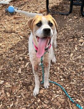 Labrador Retriever and Mixed Breed Dogs Available for Adoption in Leesburg, Virginia - PEPPER | PetCurious