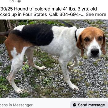 Homer -  Treeing Walker Coonhound and Beagle Dog for Adoption in Fairmont, West Virginia - Homer | PetCurious
