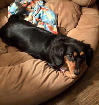 Roxie in TN -  Dachshund Dog for Adoption in Shelbyville, Tennessee - Roxie In TN | PetCurious