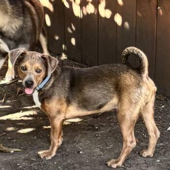 Theodore (Jackson) -  Chihuahua and Mixed Breed Dog for Adoption in Martinez, California - Theodore (Jackson) | PetCurious