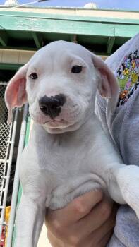 Pit Bull Terrier and Beagle Dogs Available for Adoption in Ontario, California - Benny | PetCurious