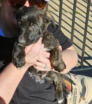 Rescue Shepherd Dogs for Adoption in Longview, Texas - Root | PetCurious