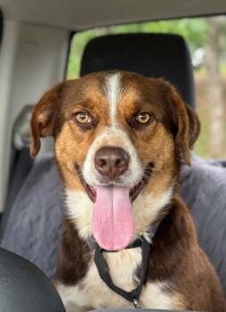Bo -  Australian Cattle Dog Blue Heeler Dog for Adoption in Meeker, Oklahoma - Bo | PetCurious