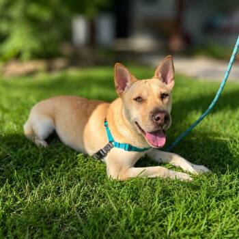 Junie B -  Shar Pei Dog for Adoption in San Antonio, Texas - Junie B | PetCurious