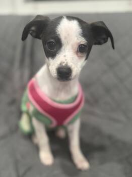 Chihuahua Dogs Available for Adoption - Pippa | PetCurious