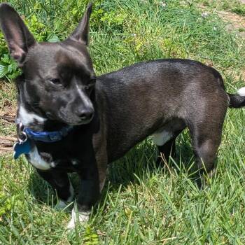 Taco -  Chihuahua Dog for Adoption in Plainfield, Illinois - Taco | PetCurious