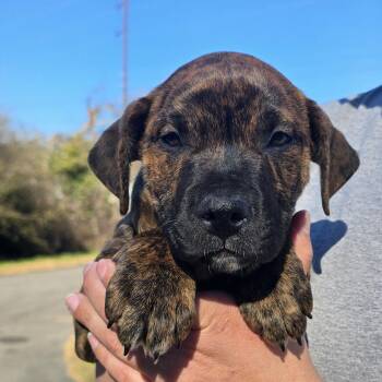 Boxer Dogs Available for Adoption - Koko (Kodiak) | PetCurious