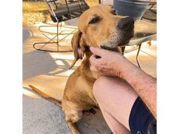 Kona (TX) -  Redbone Coonhound Dog for Adoption - Kona (TX) | PetCurious