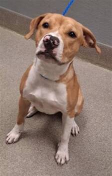ANI -  Boxer and Mixed Breed Dog for Adoption in Las Vegas, Nevada - ANI | PetCurious