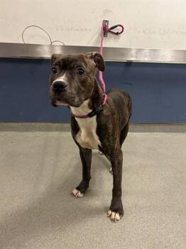 BUSTER -  Terrier and Mixed Breed Dog for Adoption in Doral, Florida - BUSTER | PetCurious